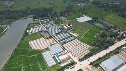 平桥区:&ldquo;合作社+特色农业&rdquo;绘就富民新画卷
