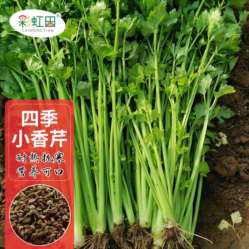 山东芹菜寻源记 从“马家沟”到田间地头，谁在主宰这根菜的江湖？