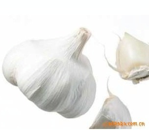 青岛顺旺农产品 优质大蒜供应，欢迎来电订购